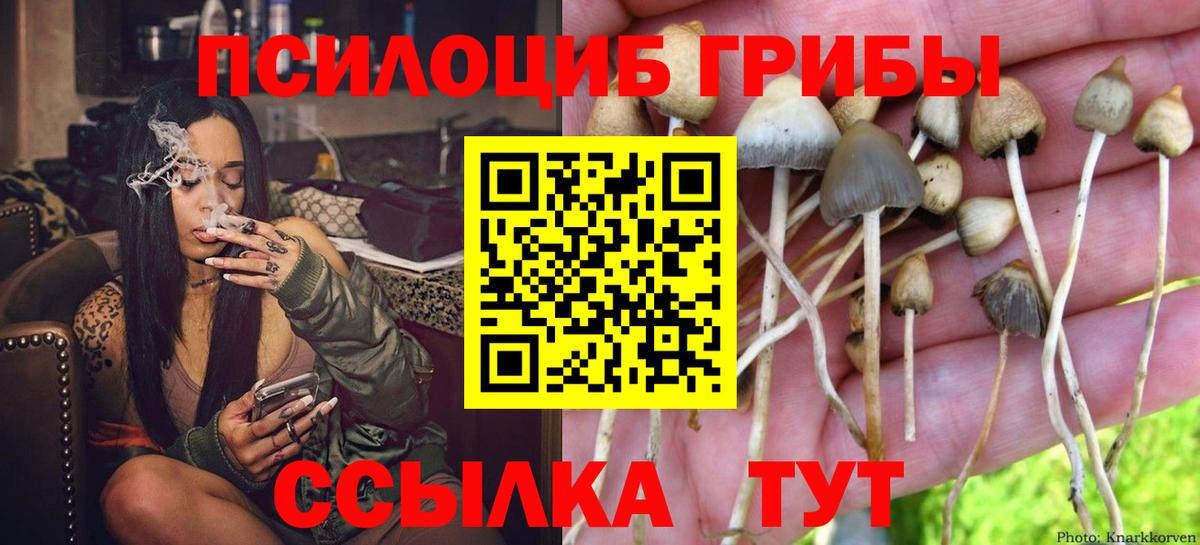 Галлюциногенные грибы Psilocybine cubensis Чистополь