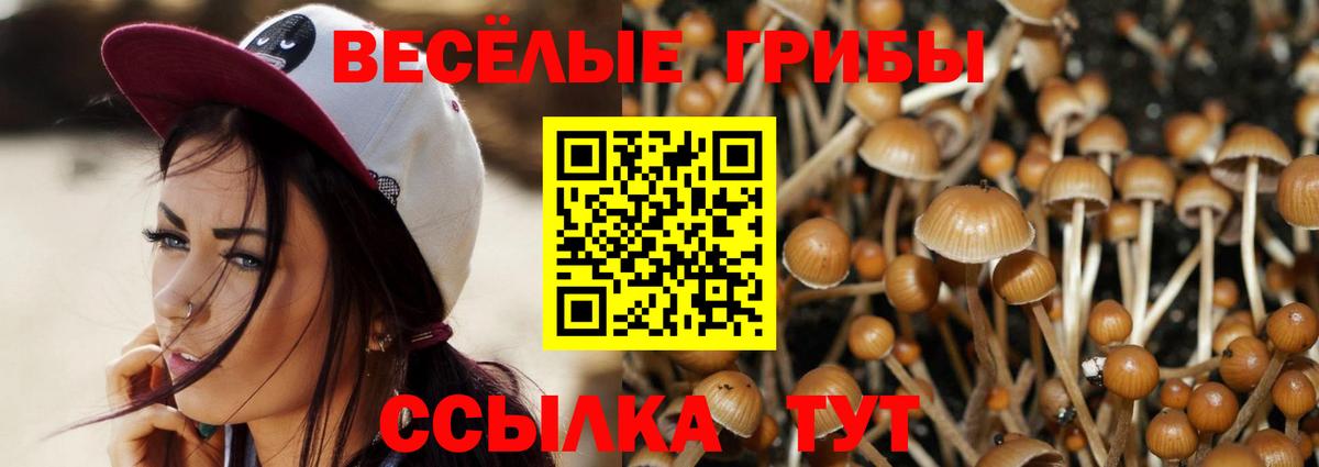 Псилоцибиновые грибы Psilocybine cubensis Чистополь